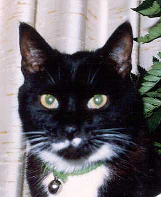 Through The Looking Glass